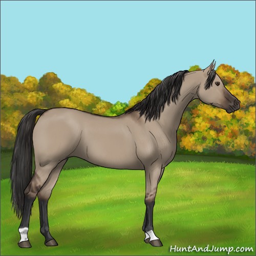 Horse Color:Liver Red Dun 