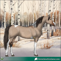 Horse Color:Liver Red Dun Tobiano