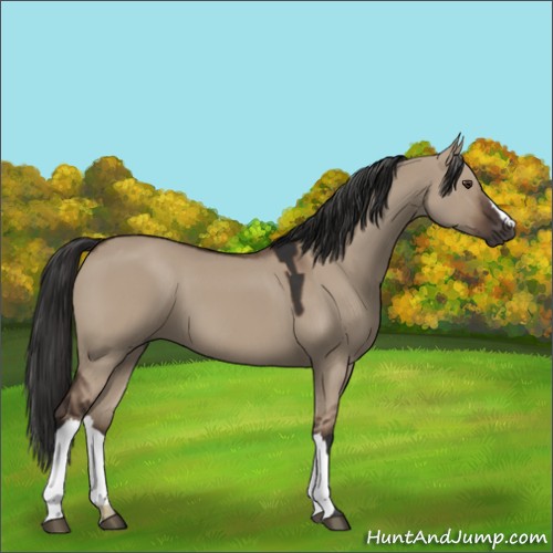 Horse Color:Liver Red Dun 