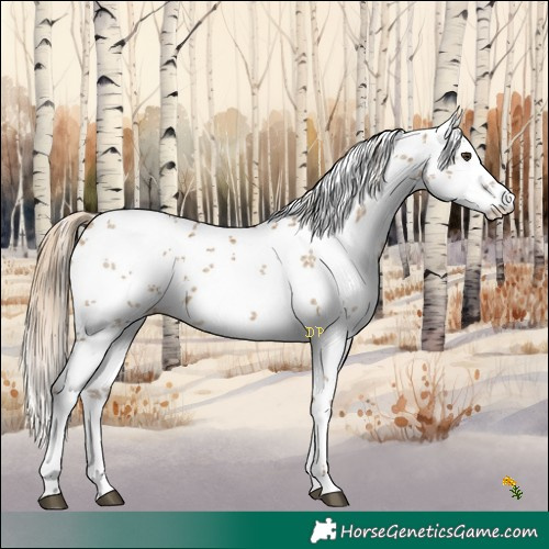 Horse Color:White Spotted Chocolate Palomino Dun Sabino
