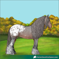 Horse Color:Brown Tobiano Appaloosa