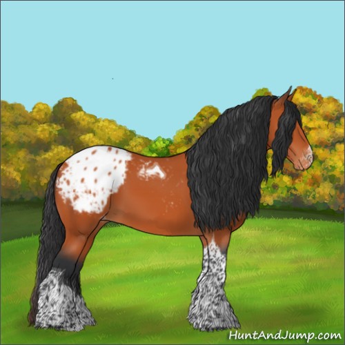 Horse Color:Bay Tobiano Blanket 