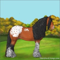 Horse Color:Bay Tobiano Appaloosa