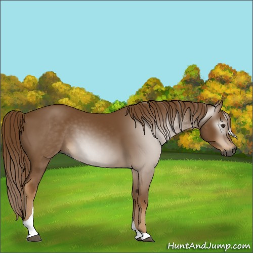 Horse Color:Gray Chestnut Tobiano