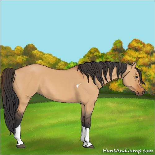 Horse Color:Bay Dun Tobiano 
