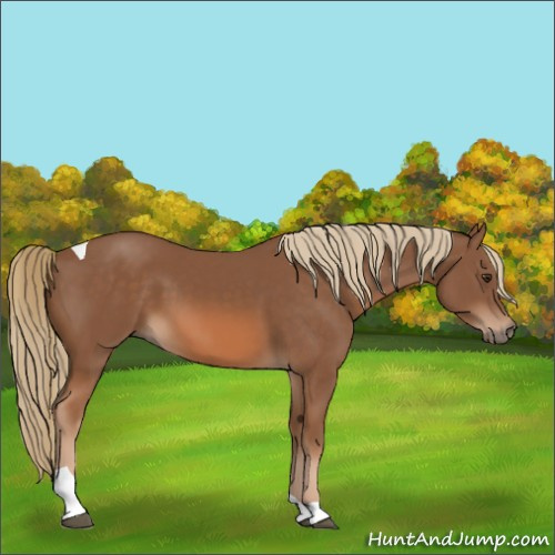 Horse Color:Chestnut Tobiano 