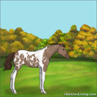 Horse Color:Liver Red Dun Tobiano Appaloosa 