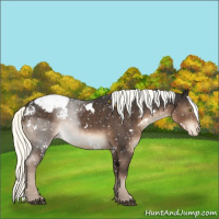 Horse Color:White Spotted Liver Chestnut Mushroom Sabino Appaloosa 
