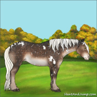 Horse Color:White Spotted Liver Chestnut Mushroom Appaloosa 