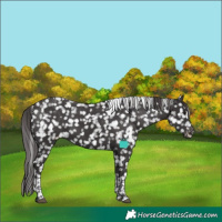 Horse Color:Smoky Black Tobiano Appaloosa 