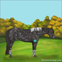 Horse Color:Smoky Black Tobiano Appaloosa 