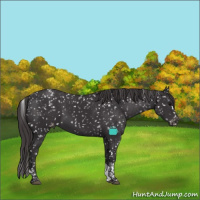 Horse Color:Smoky Black Tobiano Appaloosa