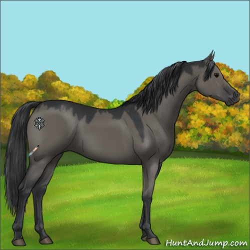 Horse Color:Grullo 