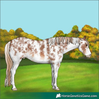 Horse Color:Chestnut Sabino