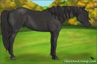 Horse Color:Liver Chestnut Frame 