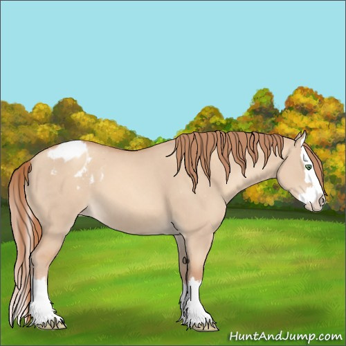 Horse Color:Gold Champagne Dun Sabino Splash Appaloosa
