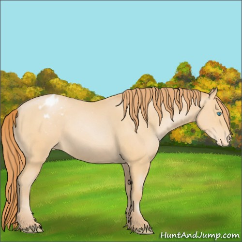 Horse Color:Buckskin Pearl Sabino Appaloosa