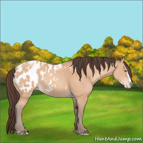 Horse Color:Amber Champagne Sabino Splash Appaloosa 