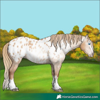 Horse Color:Gray Gold Champagne Dun Sabino Splash Appaloosa