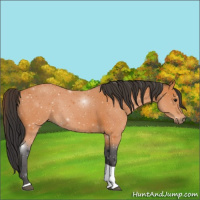 Horse Color:Bay Tobiano Rabicano 