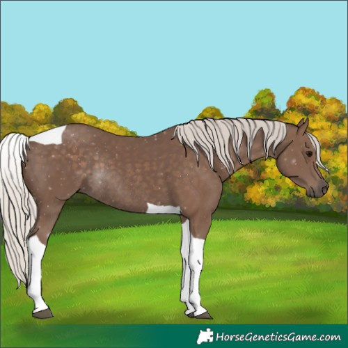Horse Color:Silver Black Tobiano Rabicano 
