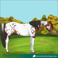 Horse Color:Bay Tobiano Appaloosa 