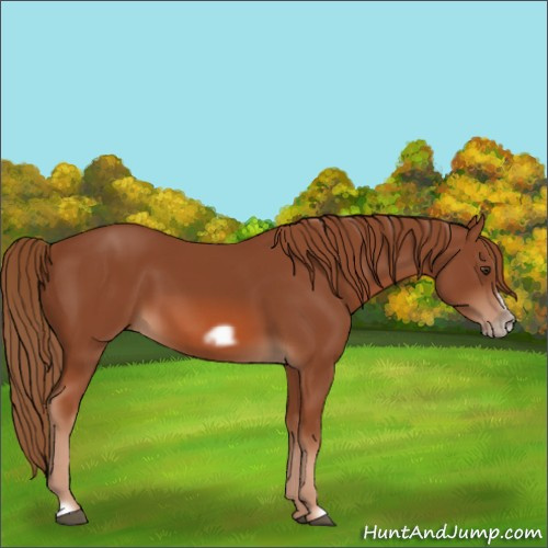Horse Color:Chestnut Frame