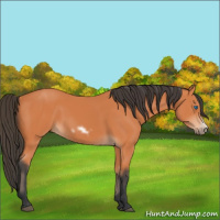Horse Color:Bay Frame 