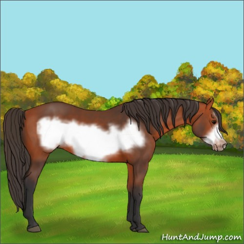 Horse Color:Bay Frame 