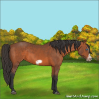 Horse Color:Bay Frame 
