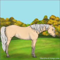 Horse Color:Silver Buckskin 