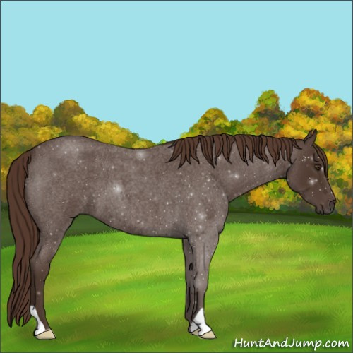 Horse Color:Liver Red Roan 