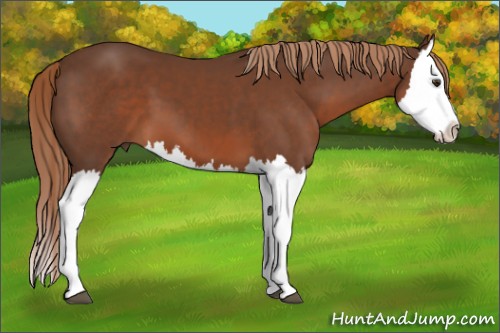 Horse Color:Liver Chestnut Splash 