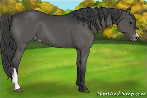 Horse Color:Grullo Appaloosa