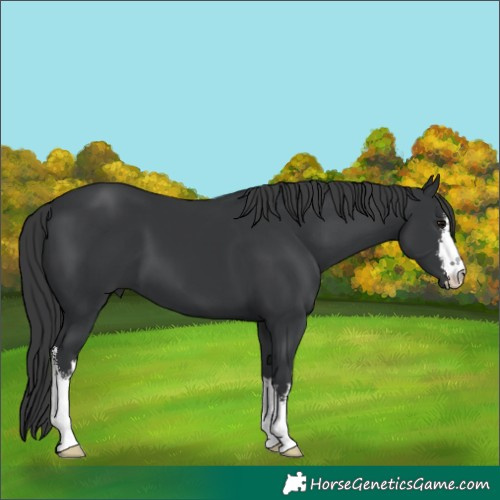 Horse Color:White Spotted Black 