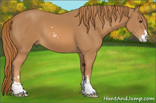 Horse Color:Chestnut Sabino