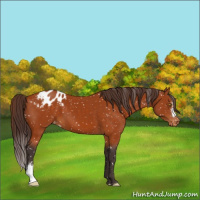 Horse Color:Buckskin Appaloosa 