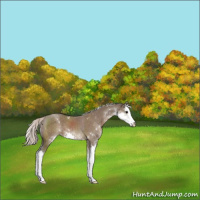 Horse Color:Silver Grullo Sabino Splash