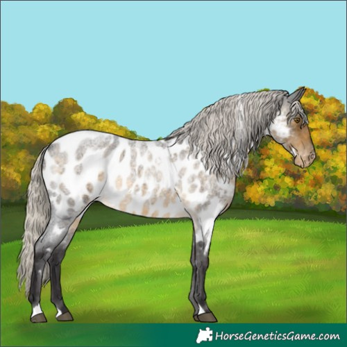 Horse Color:White Spotted Silver Buckskin Roan Appaloosa Rabicano