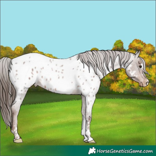 Horse Color:Liver Red Roan Appaloosa 