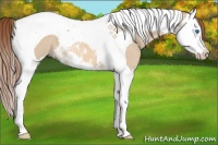 Horse Color:Red Dun Splash Tobiano 