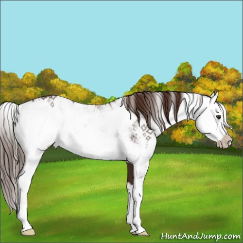 Horse Color:Liver Chestnut Sabino 