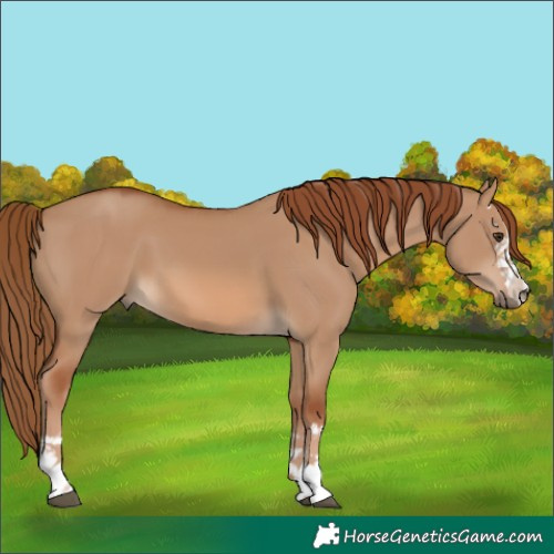 Horse Color:Unknown 