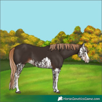 Horse Color:Liver Chestnut  and Liver Chestnut Splash 