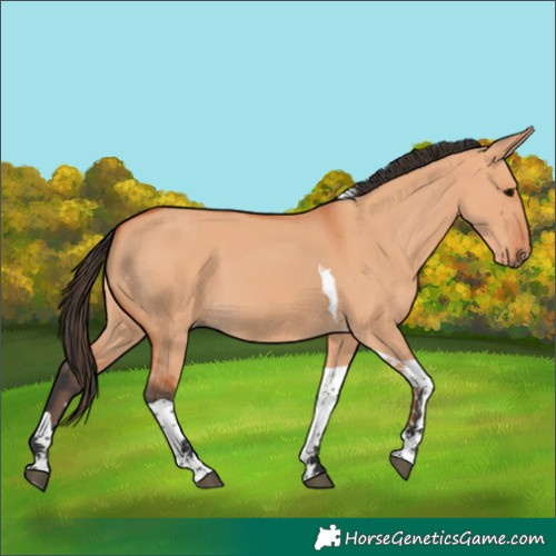 Horse Color:Bay Dun Tobiano 