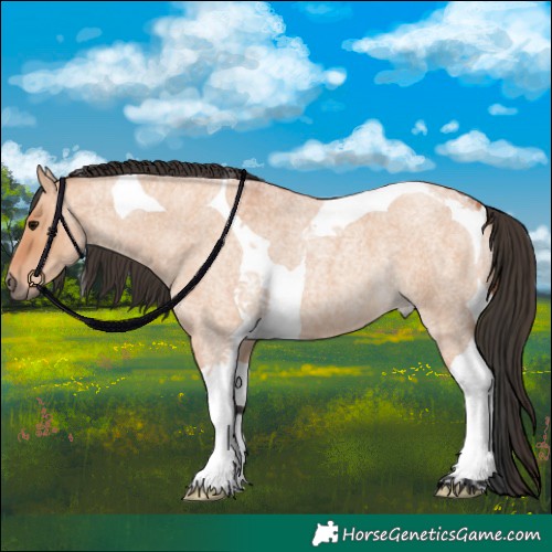 Horse Color:Bay Roan Dun Tobiano 