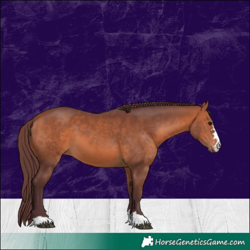 Horse Color:Chocolate Bay 