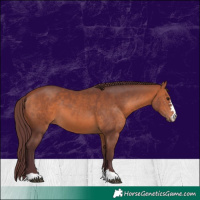 Horse Color:Chocolate Bay 