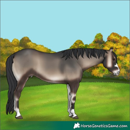 Horse Color:Blue Onyx 