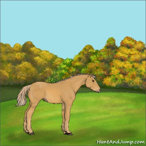 Horse Color:Void Palomino Sabino 